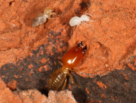 Cornitermes cumulans (Termitidae: Syntermitinae), Brazil
